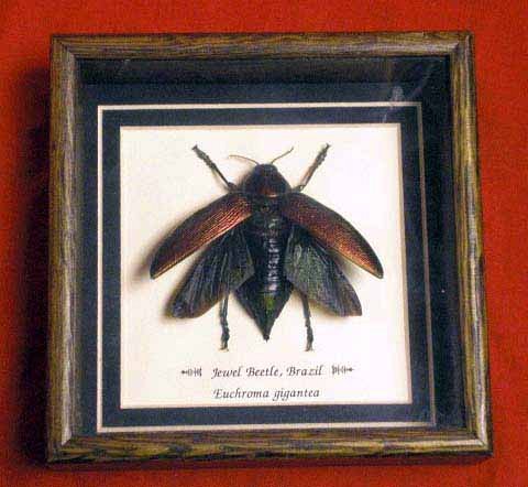 Mounted Jewel Beetle From Brazil