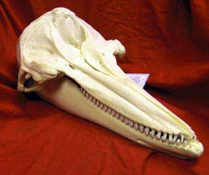 Alligator Skull Cast
