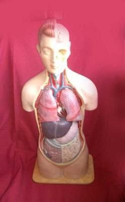 Medical torso with removable organs