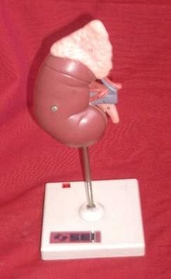 Model Kidney On Stand