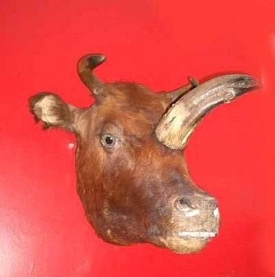 MUTANT COW HEAD