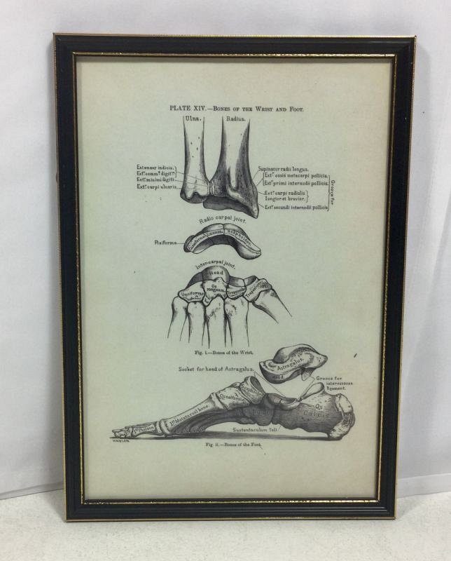 Bones of the foot