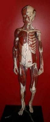 Dr Auzoux Anatomical Model