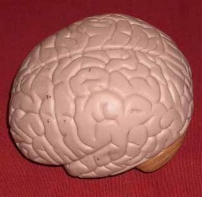 Life Size Model Brain
