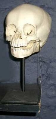 Child skull replica