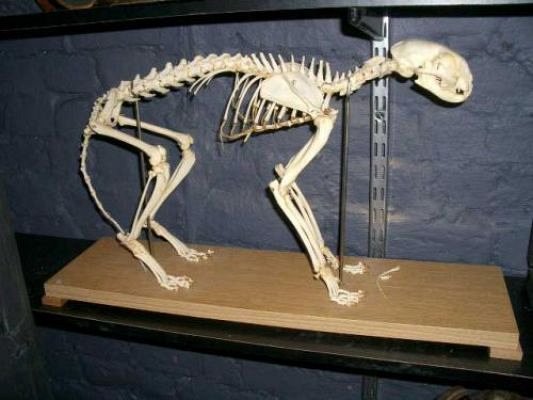 Cat skeleton