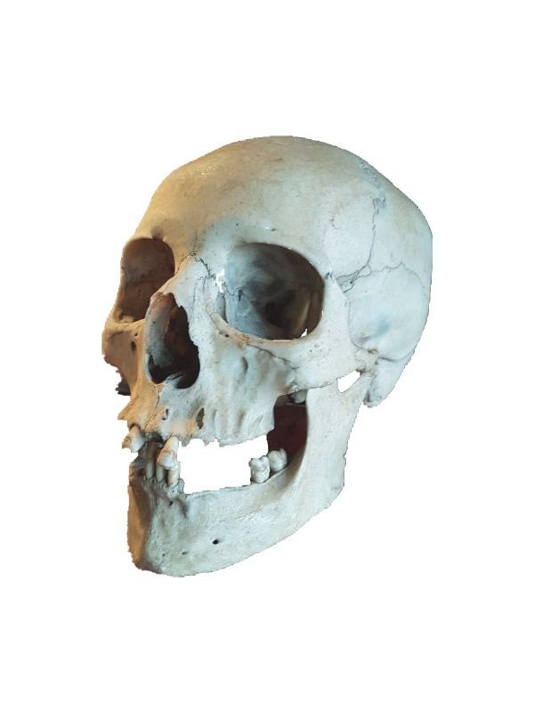 Medical Teaching Skull