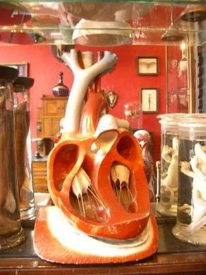 Large model heart