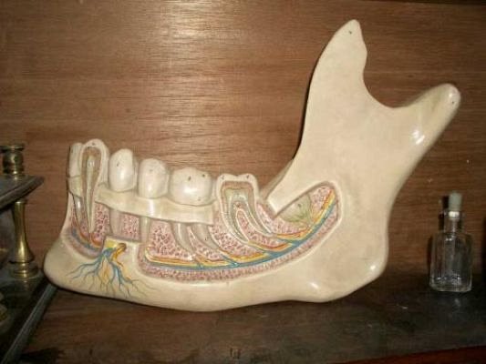 Large model jaw.