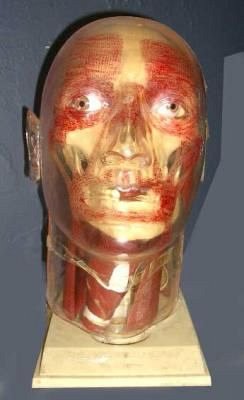 Anatomical model of human head 20th c.