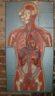 Anatomical torso on wall plaque 19th-20th c.