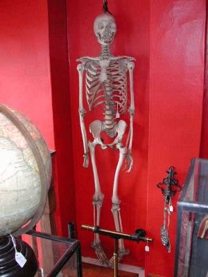 Vintage Human Teaching Skeleton