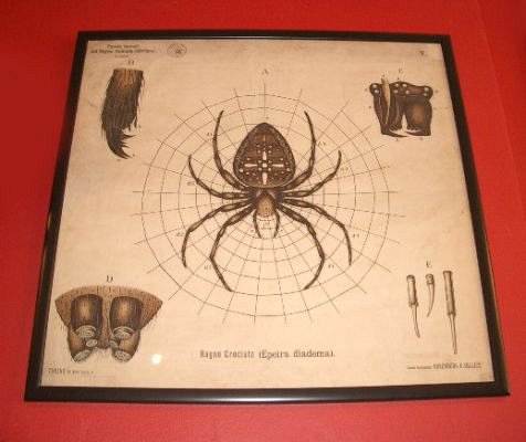 Framed spider chart