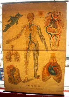 Lungs and veins chart