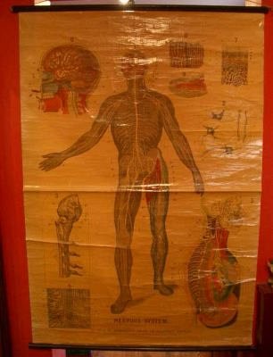 Nervous system chart