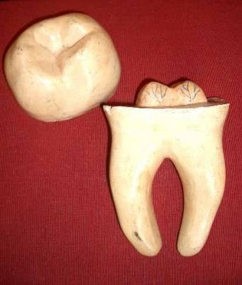 Large model tooth