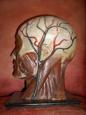 Rubber model of facial nerves and muscles