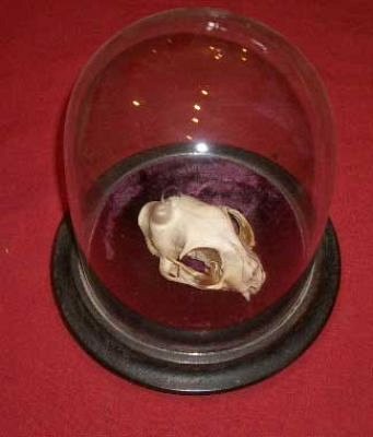 Cat skull under dome