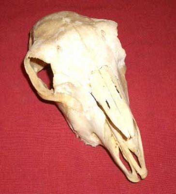 Goat skull