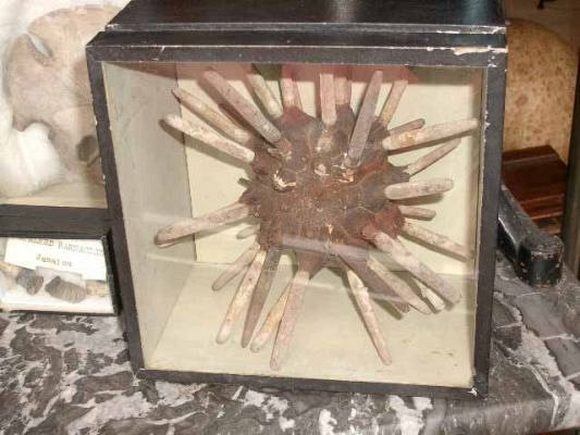 CASED SEA URCHIN SPECIMEN