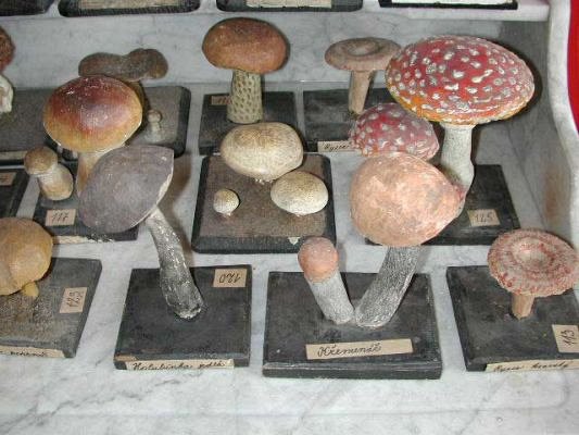 large selection of model mushrooms