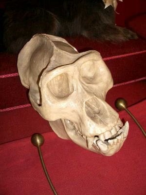 Gorilla skull (plaster model)
