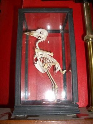 bird skeleton cased