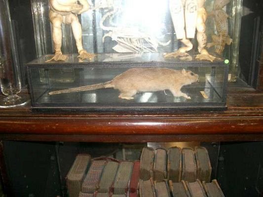 Stuffed rat in glazed case