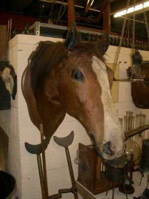 Mounted head of a race horse