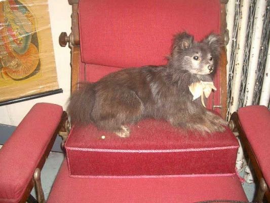 Victorian lap dog