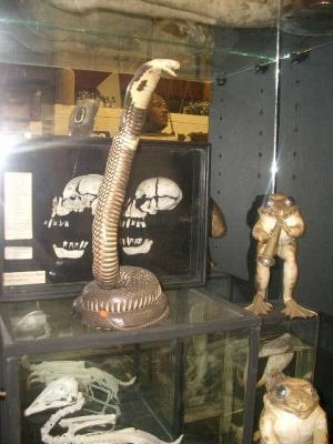 stuffed cobra