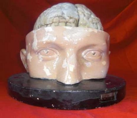 Head and Brain Model