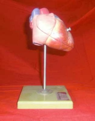 Model Heart on Stand