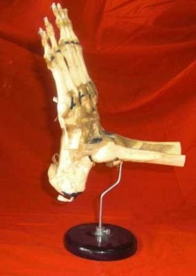 Skeletal Foot on Stand