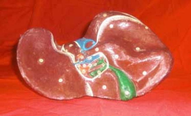 Model Liver