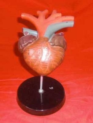 Model Heart on Stand