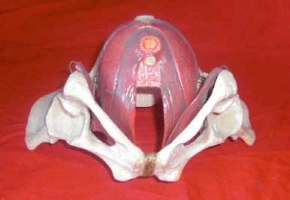 Pelvis Model