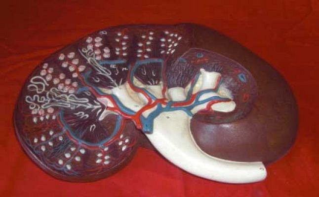 Model Kidney