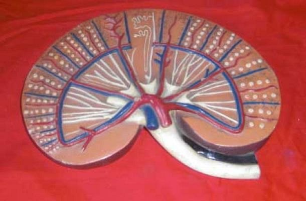 Model Kidney