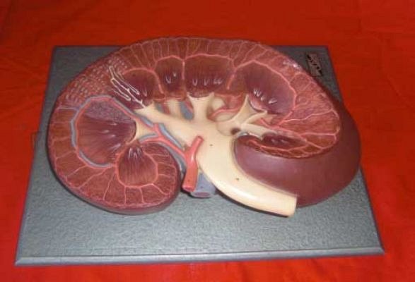 Model Kidney