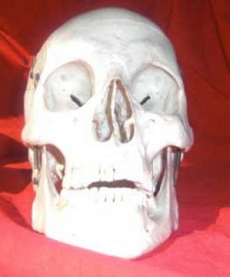 Human Skull