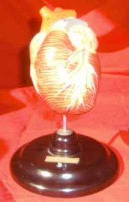 Model Heart on Stand