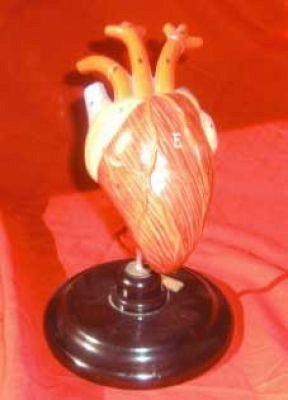 Model Heart on Stand