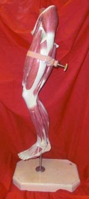 Model Leg on Stand