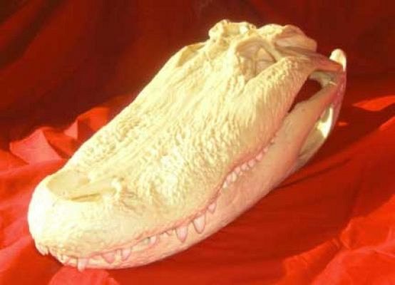 Alligator Skull Cast