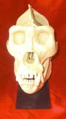 Gorilla Skull (Cast)