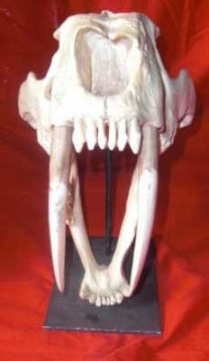 Sabre Tooth Tiger Skull