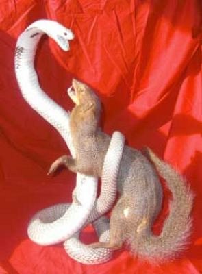 Stuffed Cobra and Mongoose