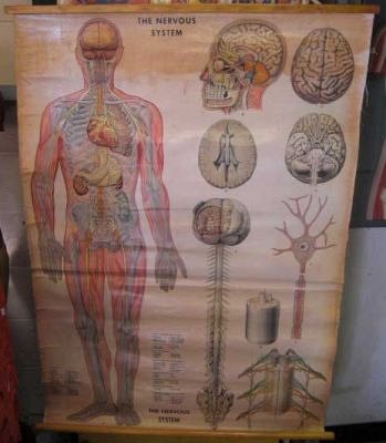 Nervous System Anatomy Chart