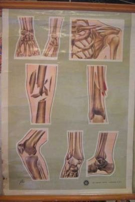 Anatomical Chart